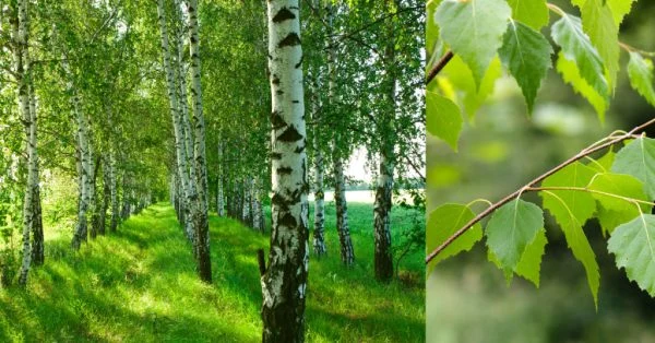 Kráľ všetkých húb alebo rezavec šikmý, ľudovo „Čaga“